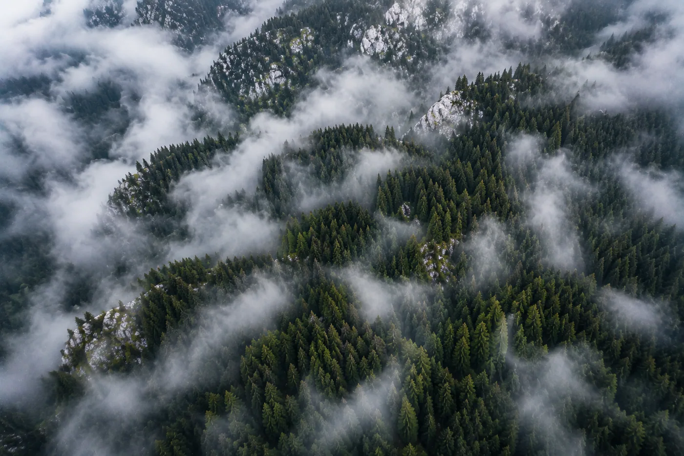 Luftaufnahme eines dichten Waldes, der von Nebel umgeben ist – Motiv für Natur & Botanik als Fototapete